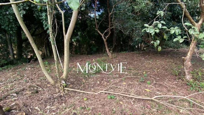 Uma oportunidade única